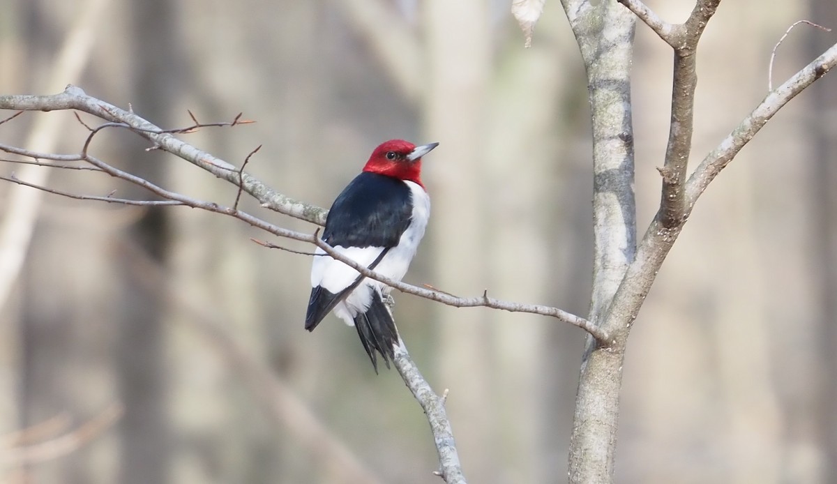 Red-headed Woodpecker - ML616644742
