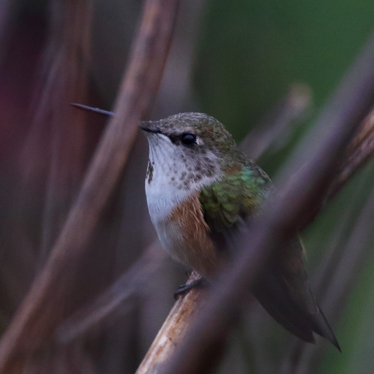 Rufous/Allen's Hummingbird - Kent Leland