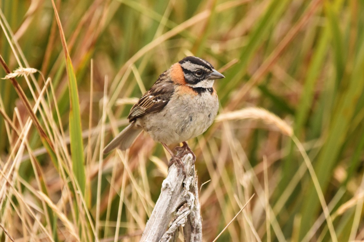 Rufous-collared Sparrow - ML616644816