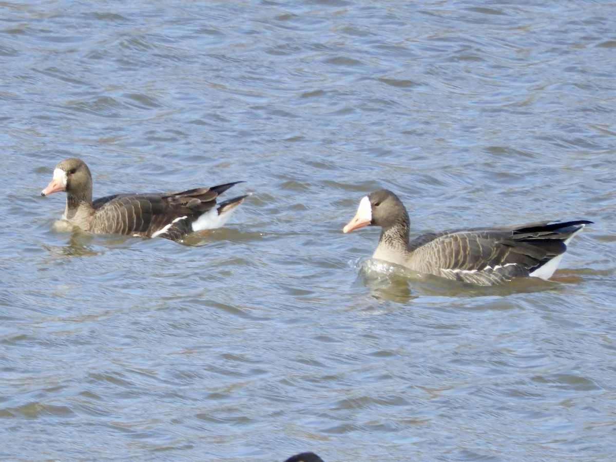 Greater White-fronted Goose - Betsy Thorsteinson
