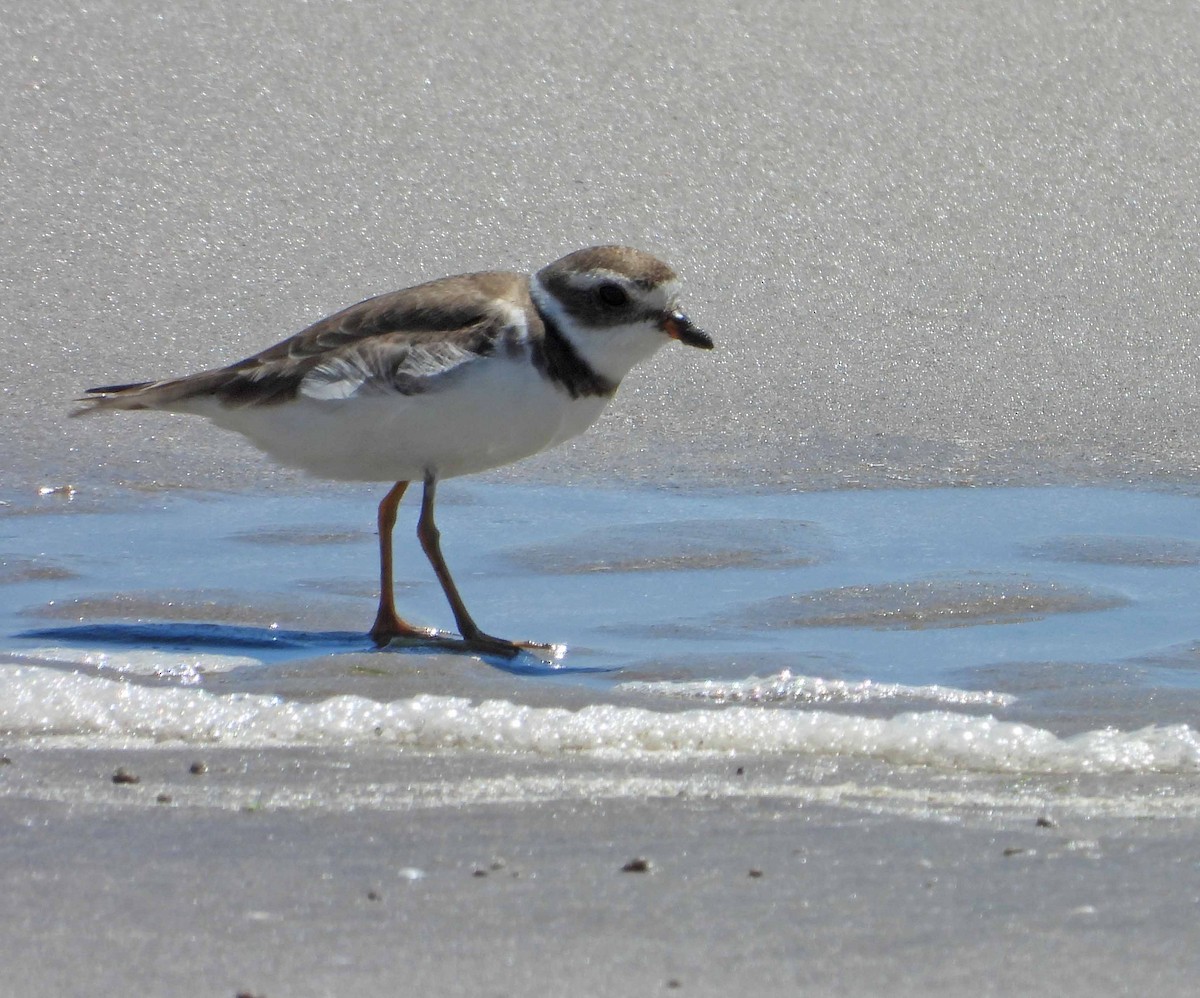 Semipalmated Plover - ML616644887