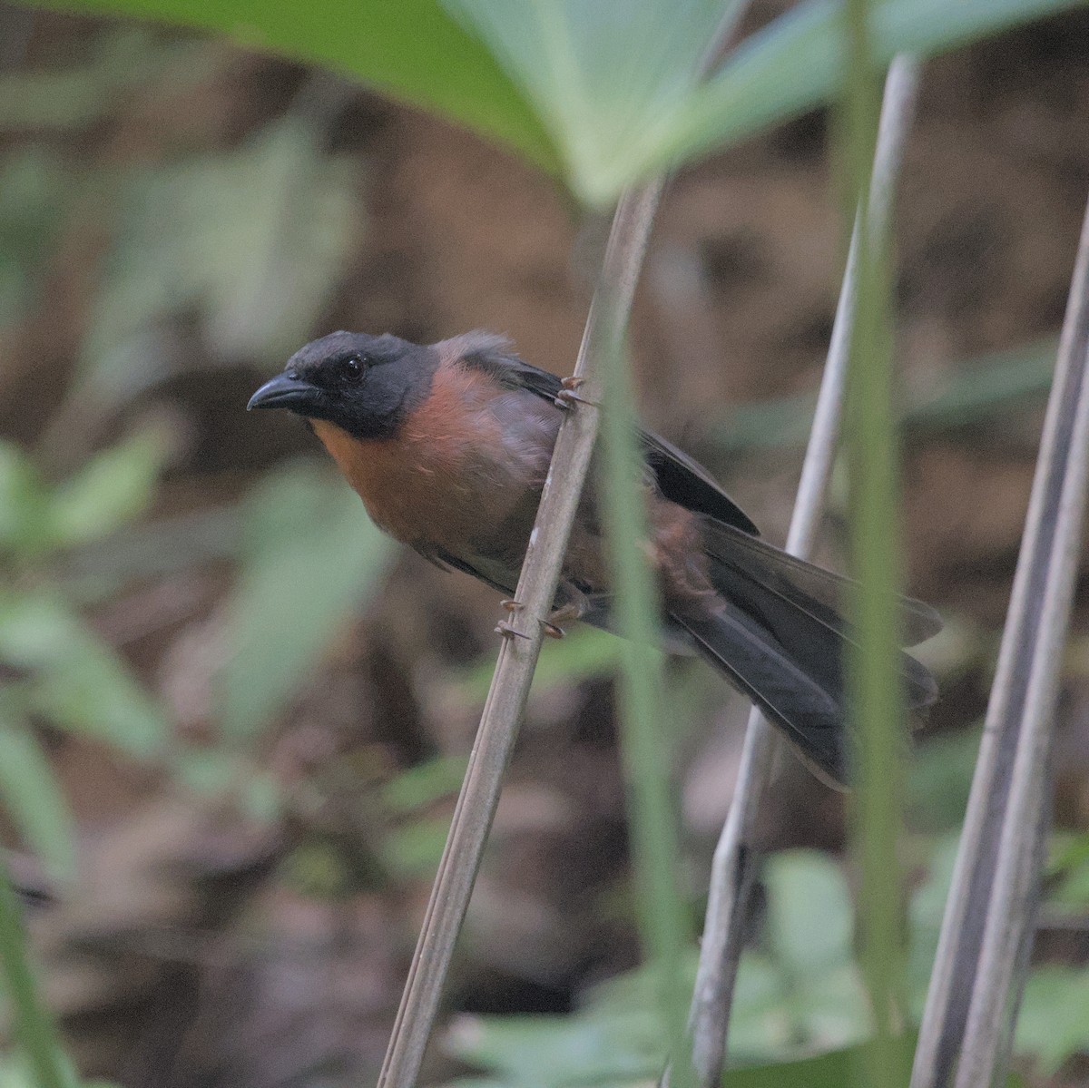 Black-cheeked Ant-Tanager - ML616645007