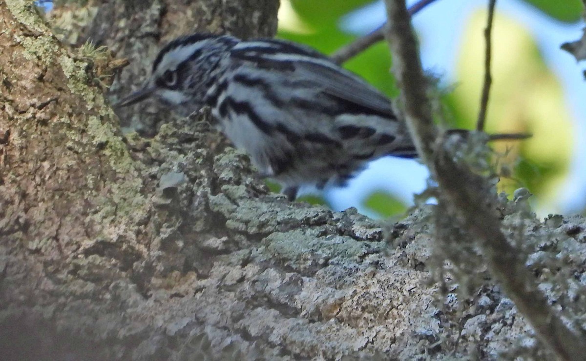 Black-and-white Warbler - ML616645016