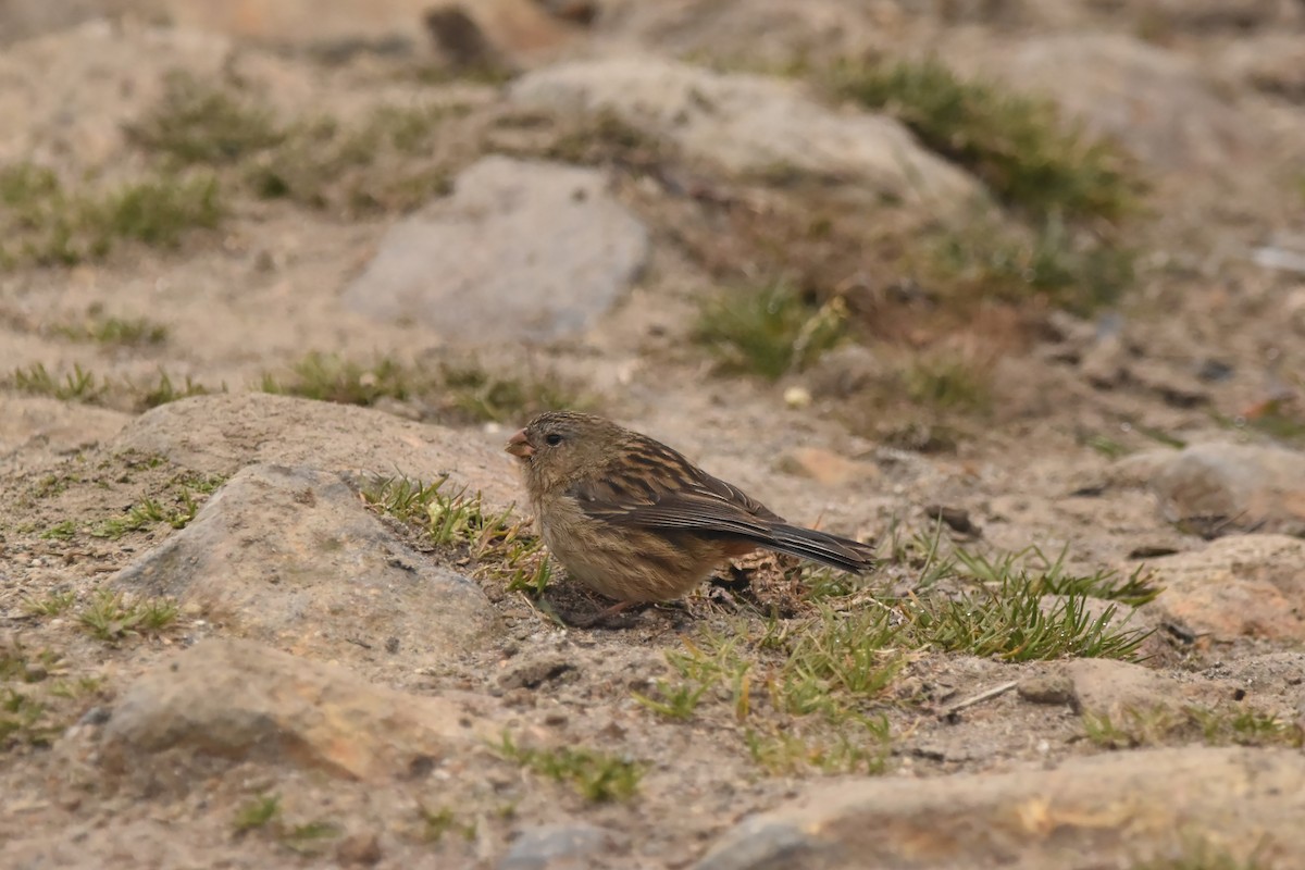Plain-colored Seedeater - ML616645025