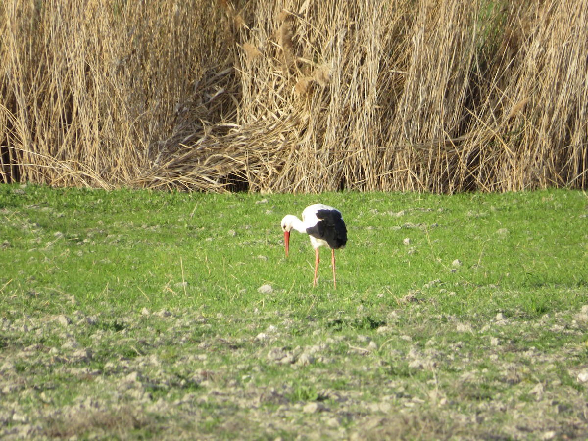 White Stork - ML616645097