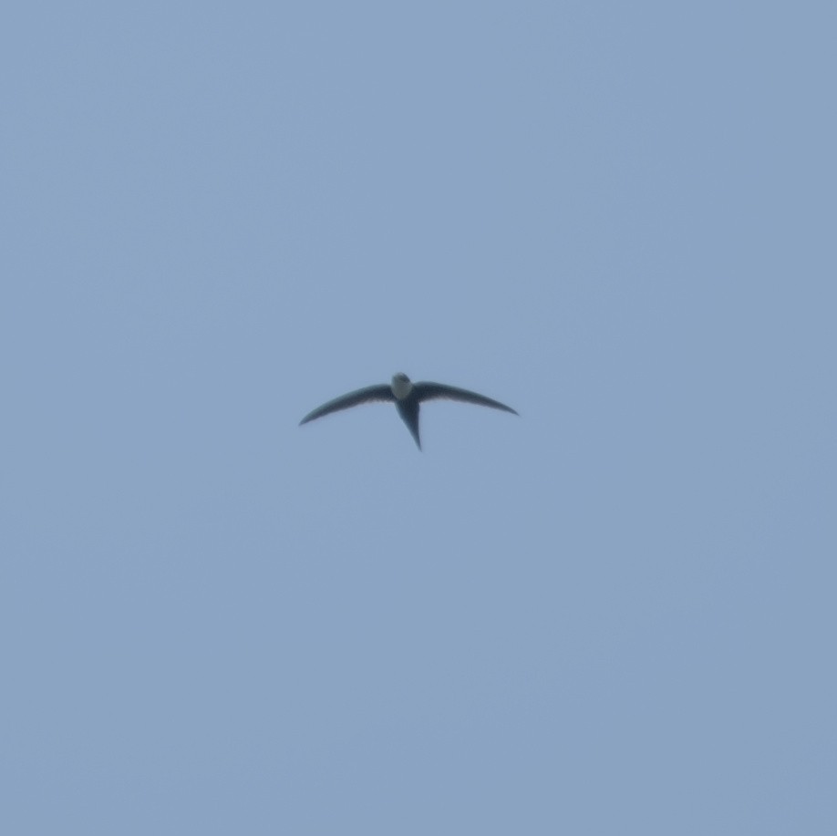 Lesser Swallow-tailed Swift - ML616645098