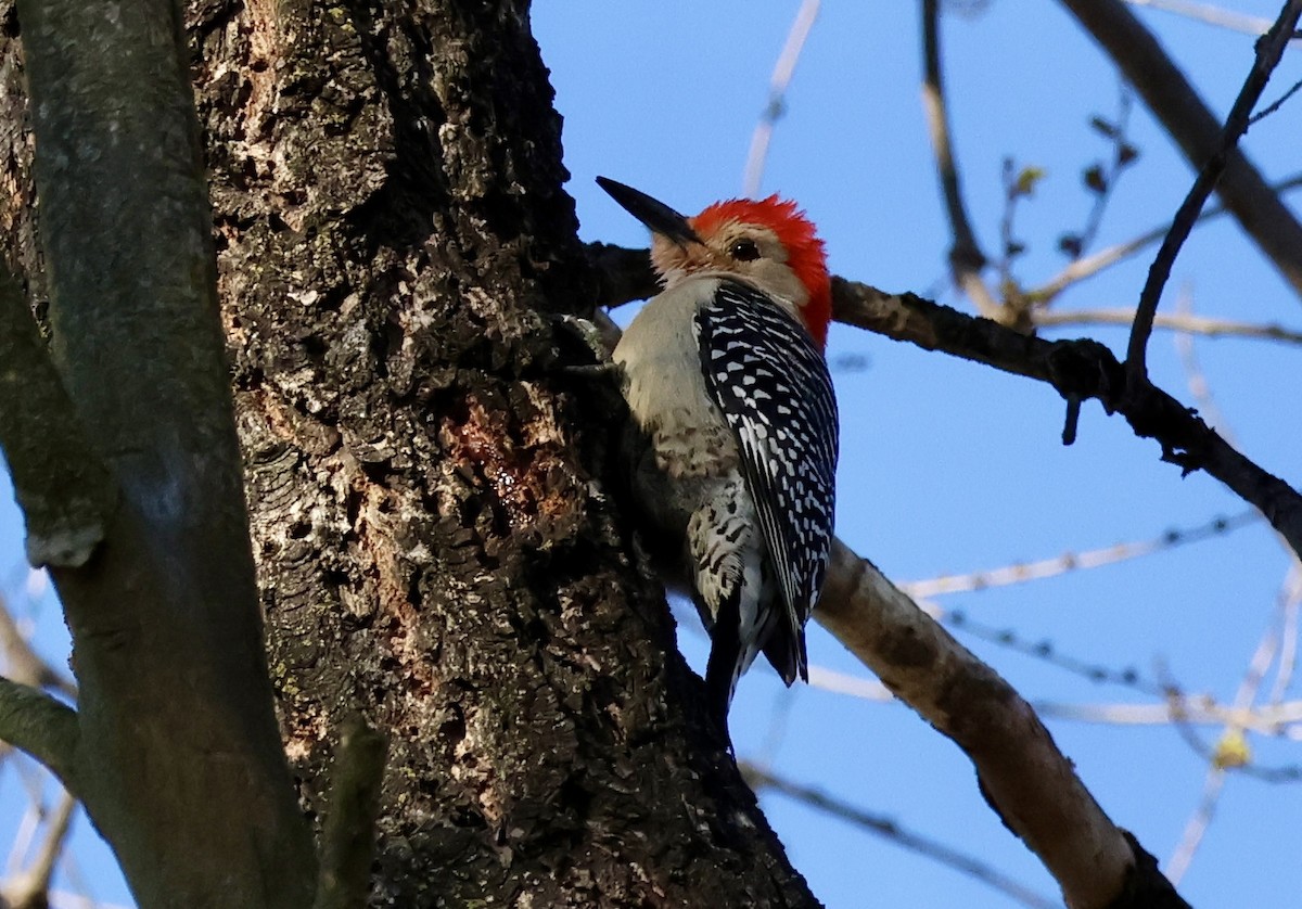 Red-bellied Woodpecker - ML616645101