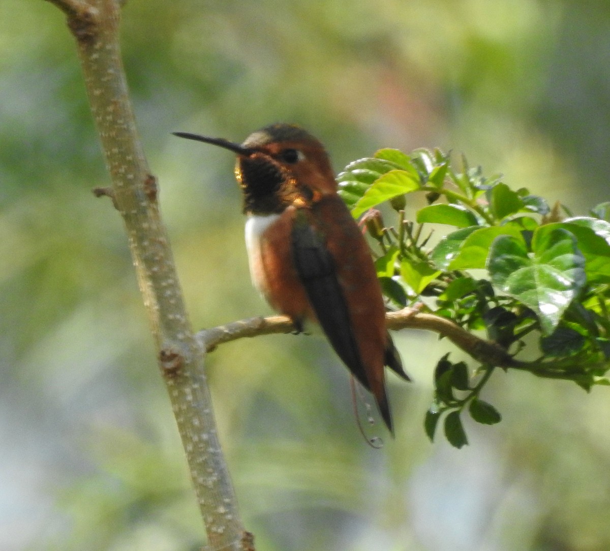 Rufous Hummingbird - ML616645218