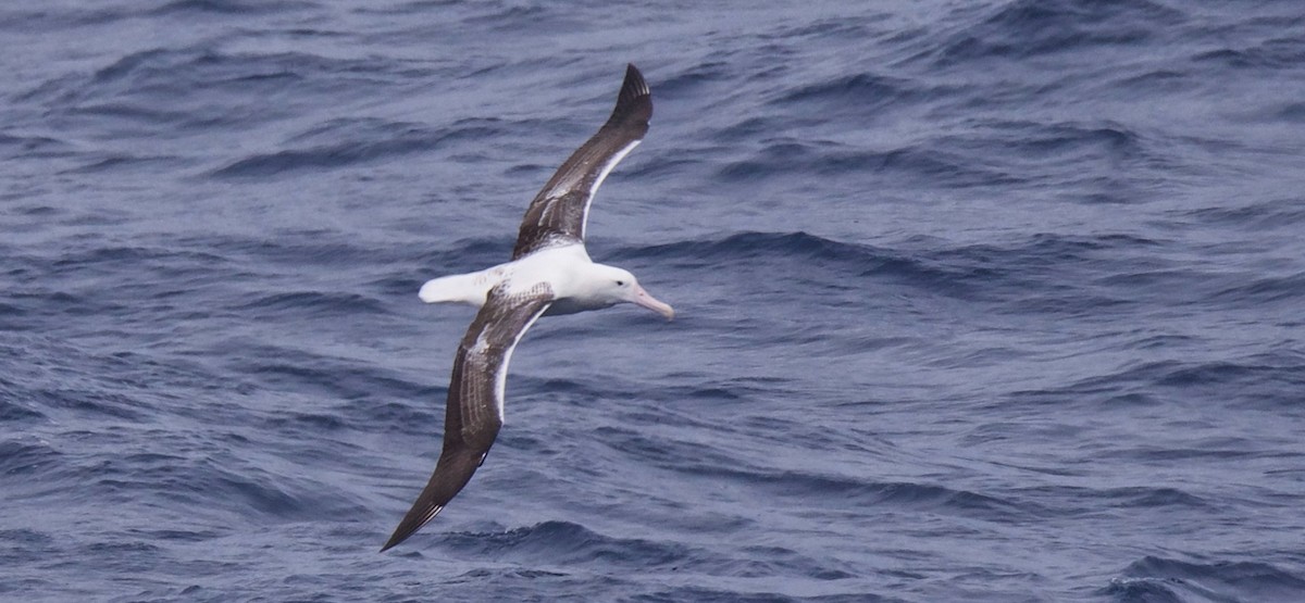 albatros královský - ML616645244