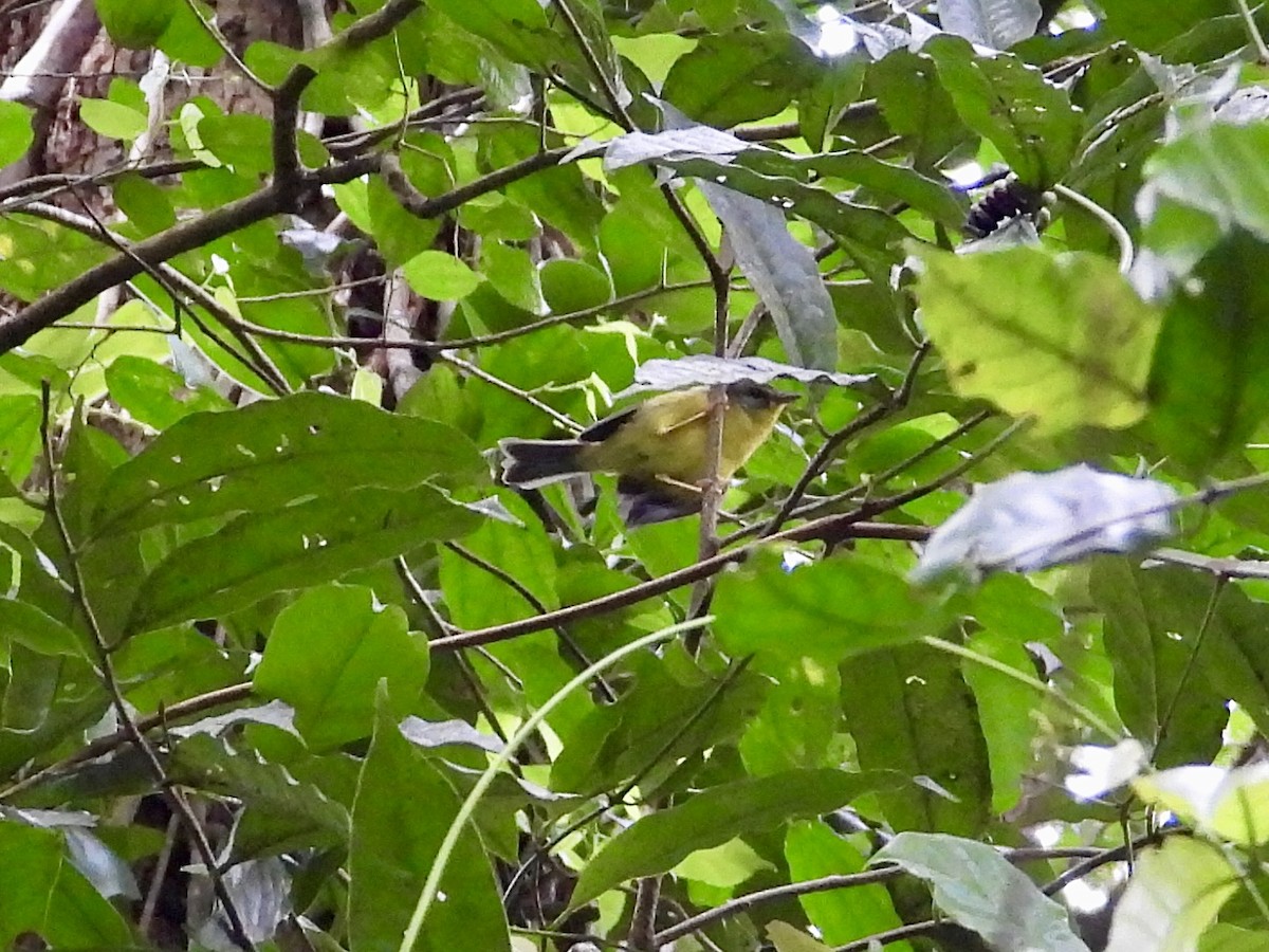 Golden-crowned Warbler - WS Barbour