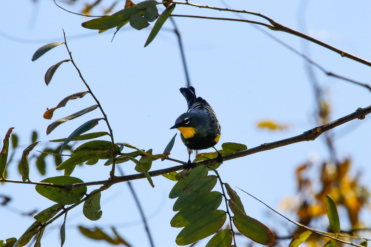 Yellow-rumped Warbler (Audubon's) - ML616645320