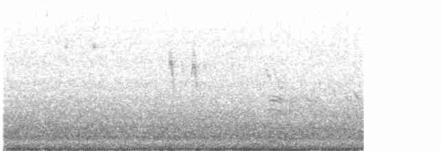 White Wagtail (ocularis) - ML616645353