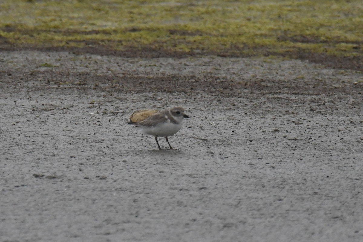 Piping Plover - ML616645386