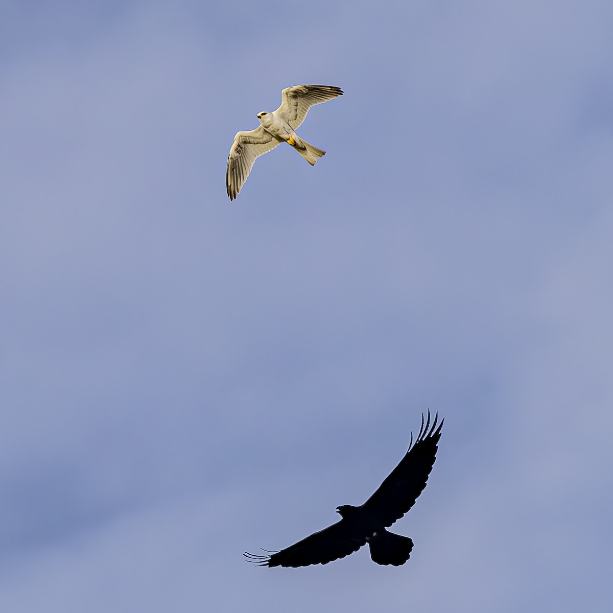 White-tailed Kite - ML616645464