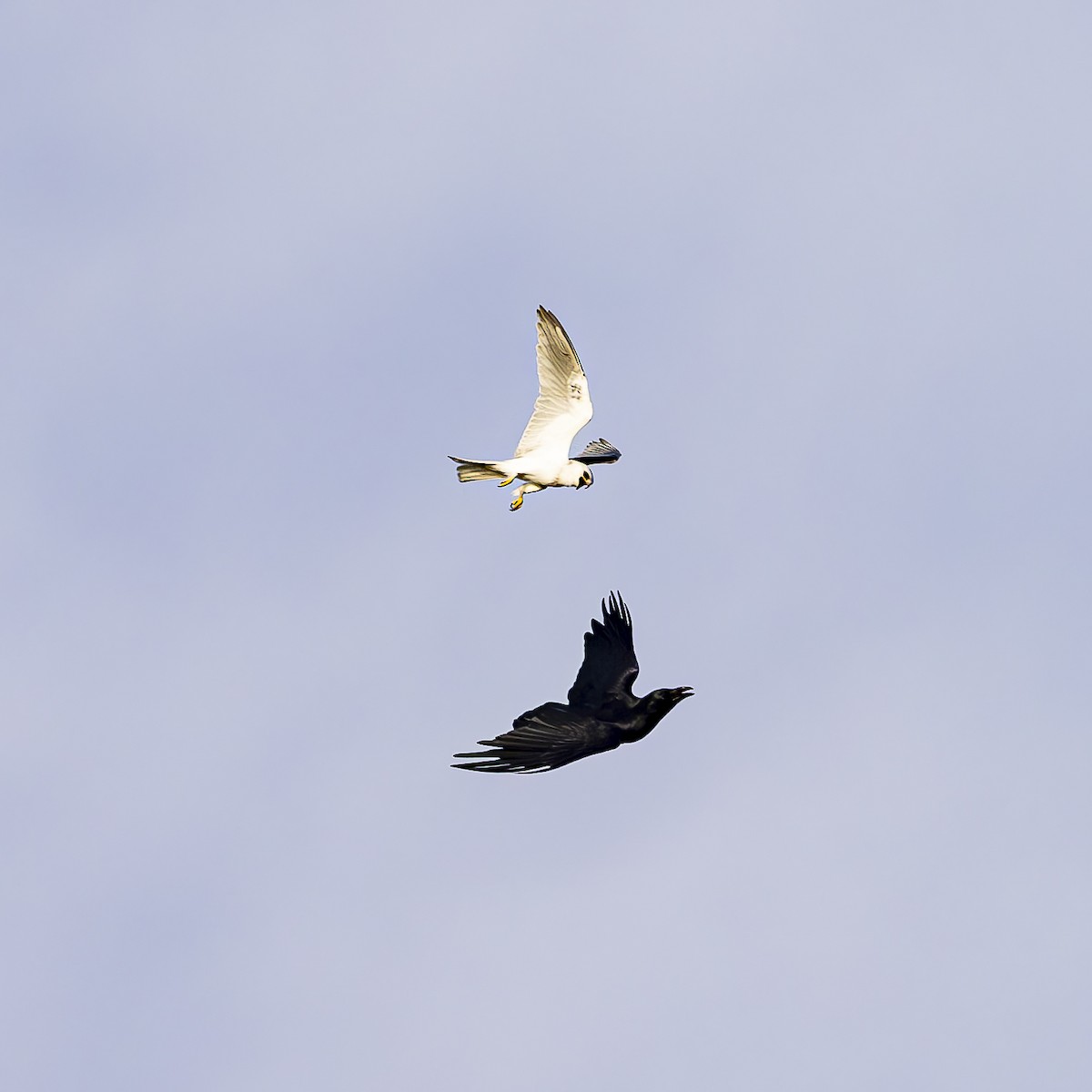 White-tailed Kite - ML616645465