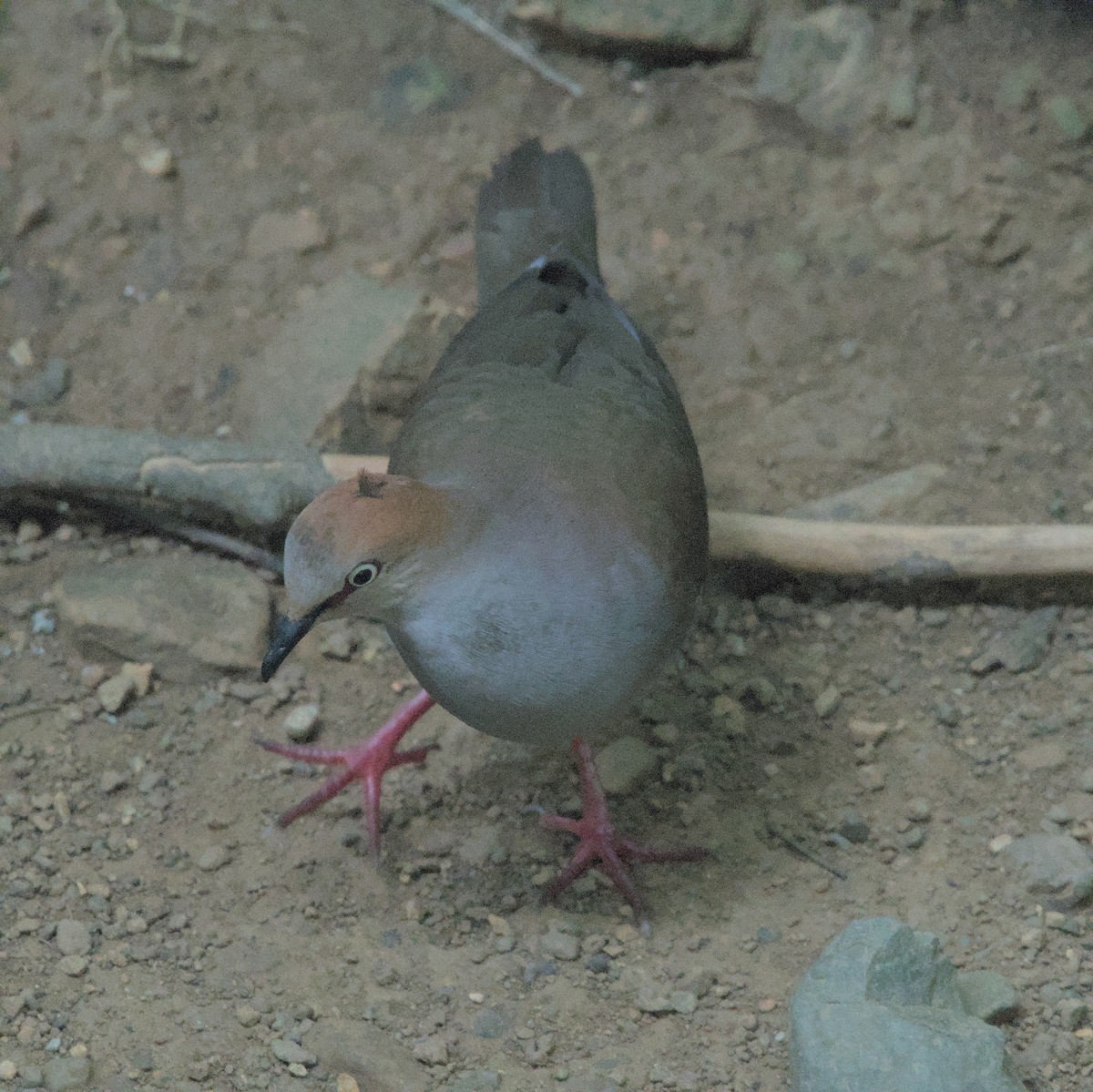 Gray-chested Dove - ML616645475
