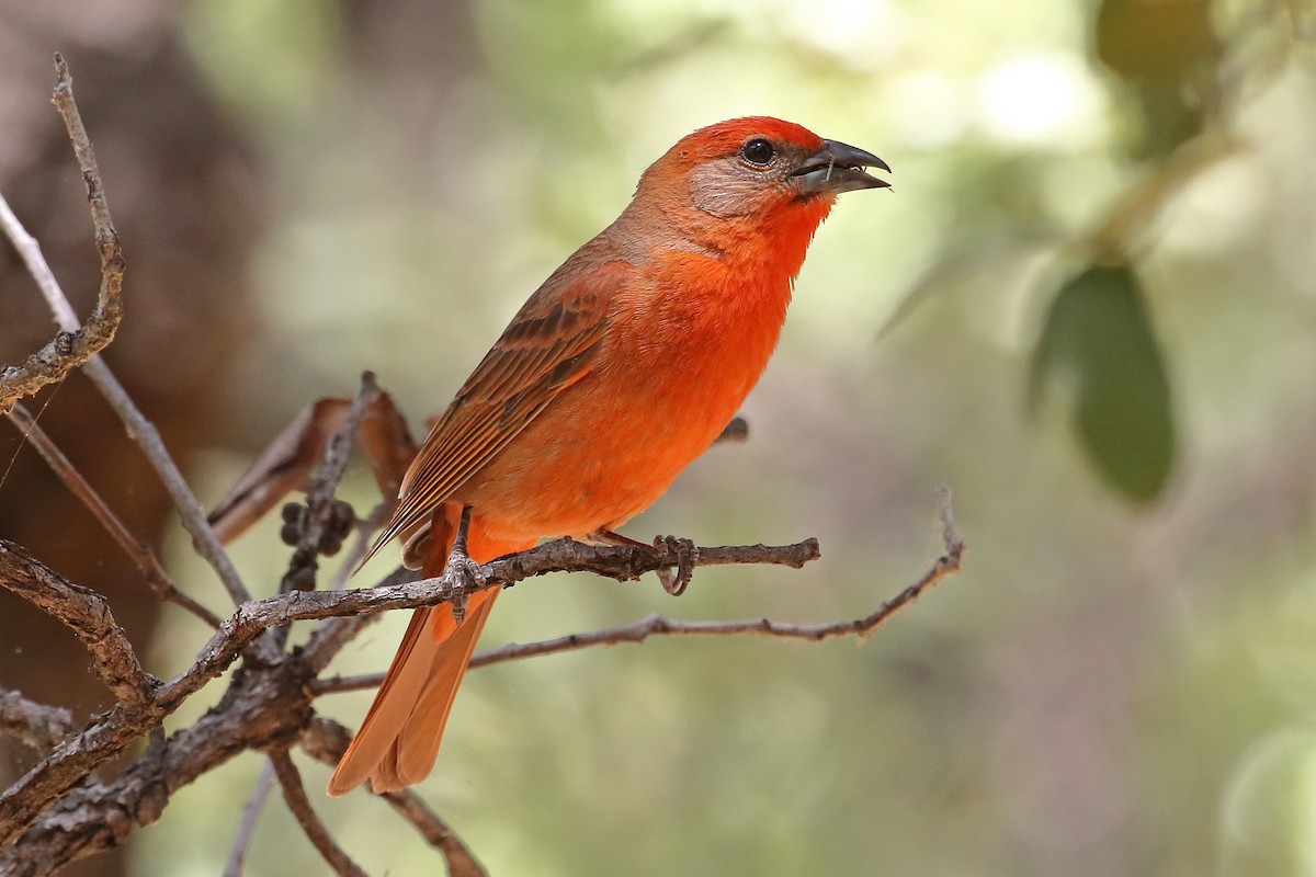 Hepatic Tanager (Northern) - ML616645587