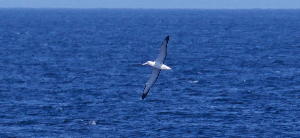 Güneyli Kral Albatros - ML616645708