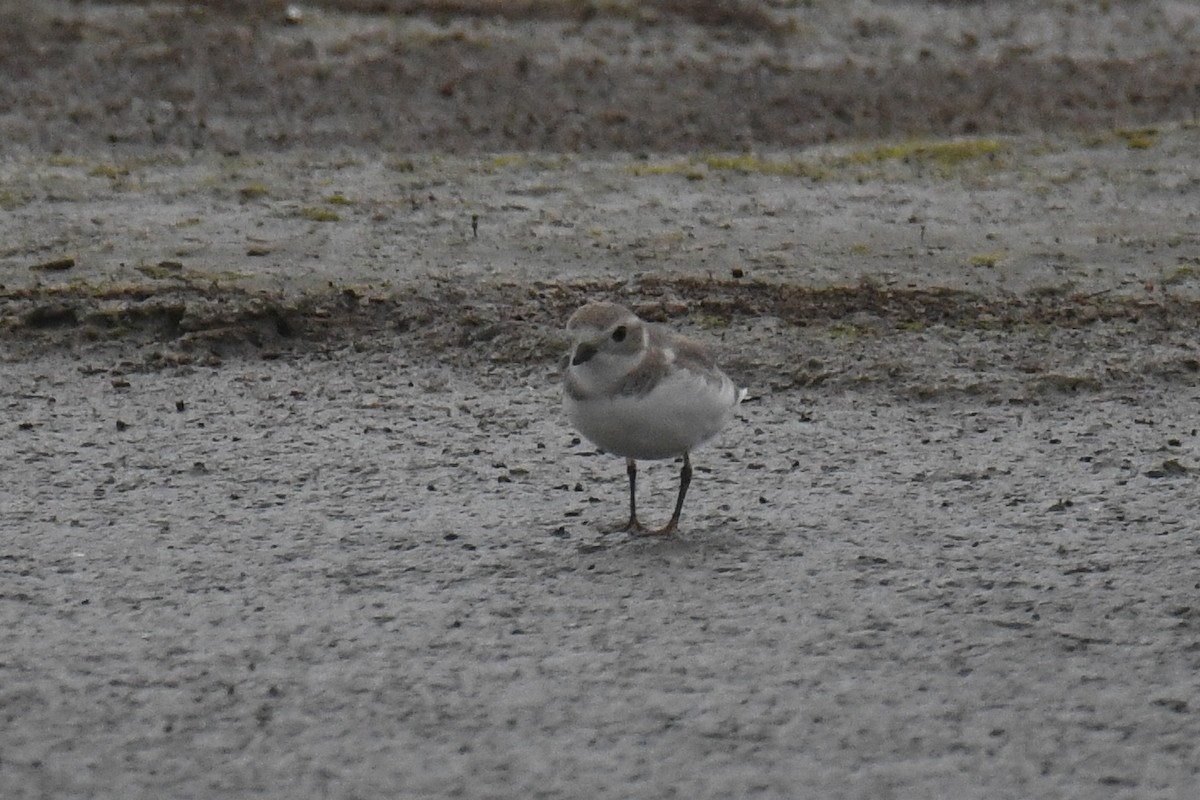 Piping Plover - ML616645732