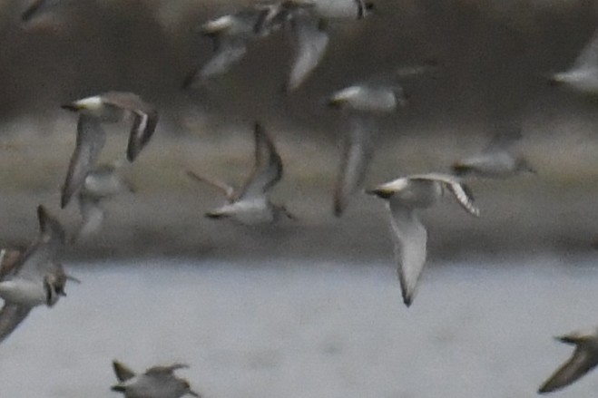 Piping Plover - ML616645752