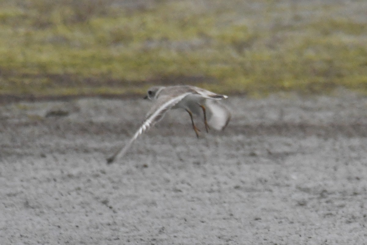 Piping Plover - ML616645755