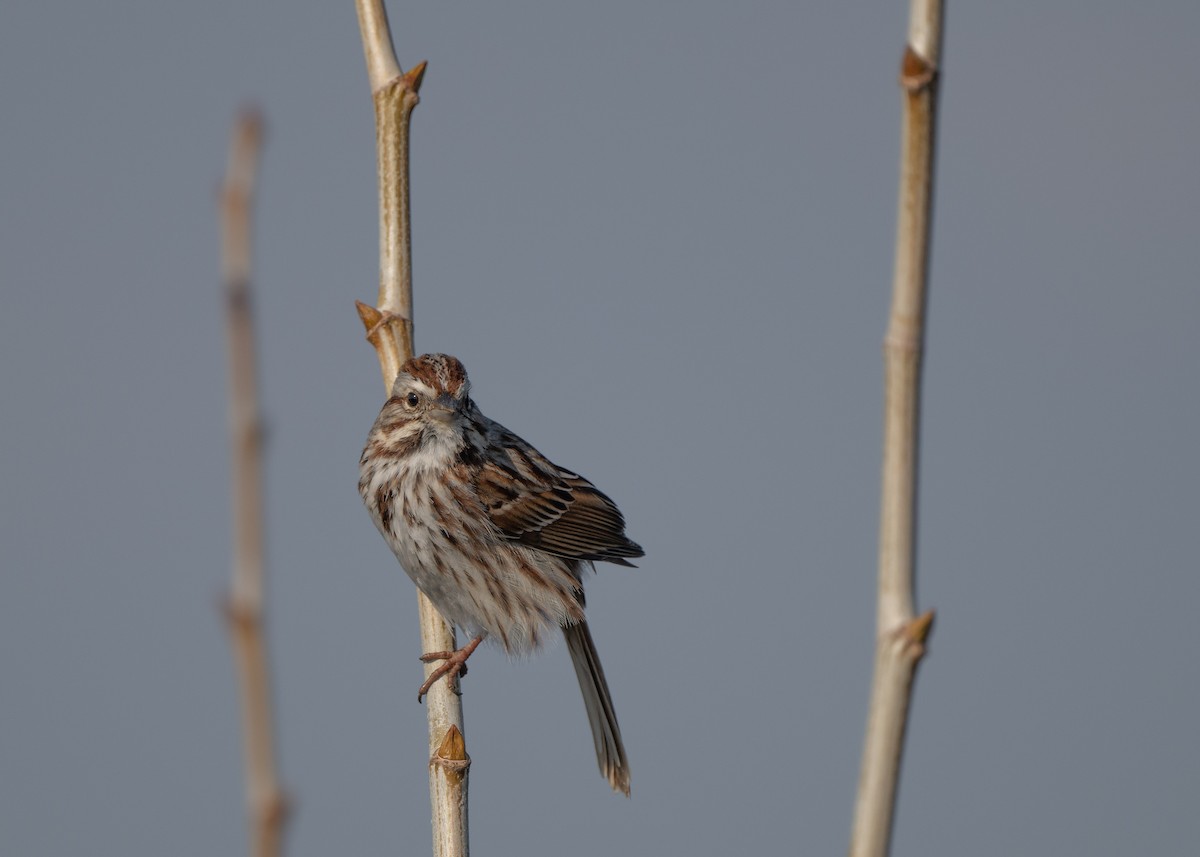 Song Sparrow - Sheila and Ed Bremer