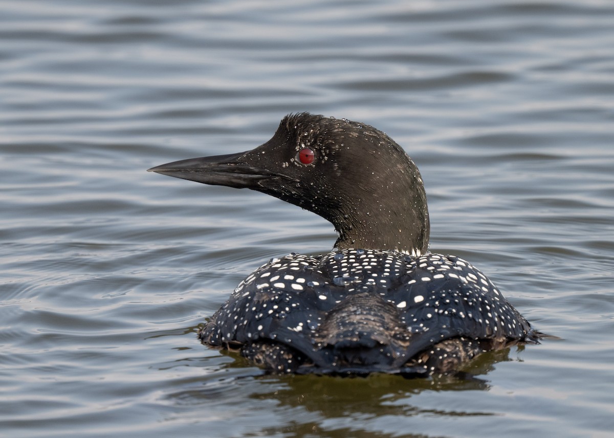 Common Loon - Sheila and Ed Bremer