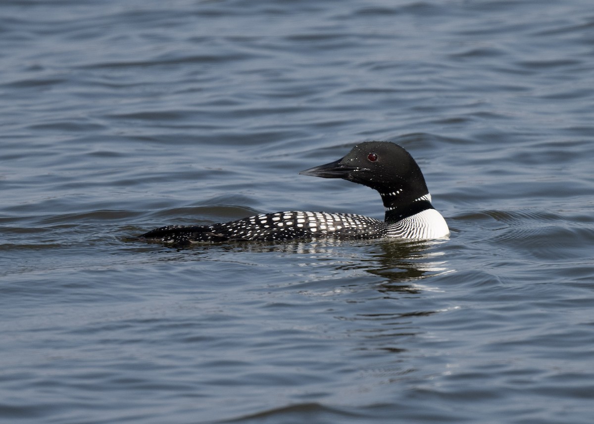 Common Loon - Sheila and Ed Bremer