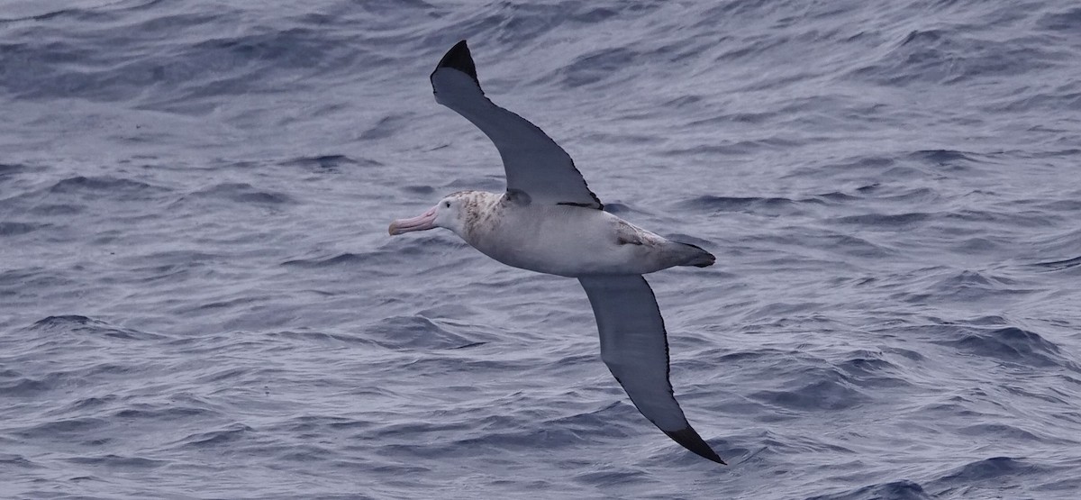 albatros stěhovavý - ML616646127