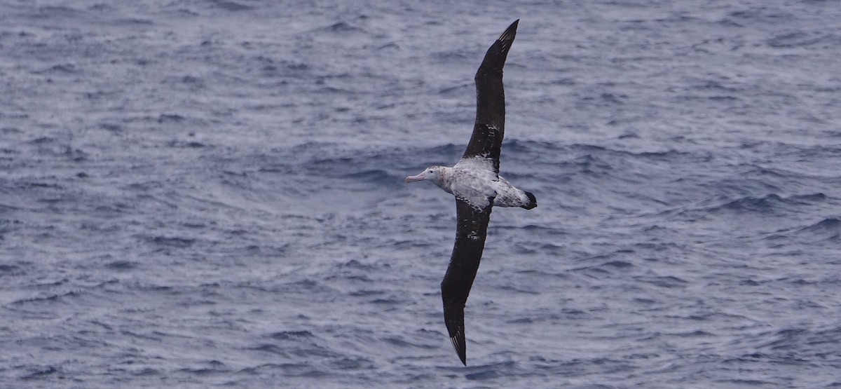 Snowy Albatross - ML616646130
