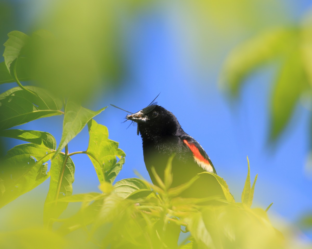 Red-winged Blackbird - ML61664621