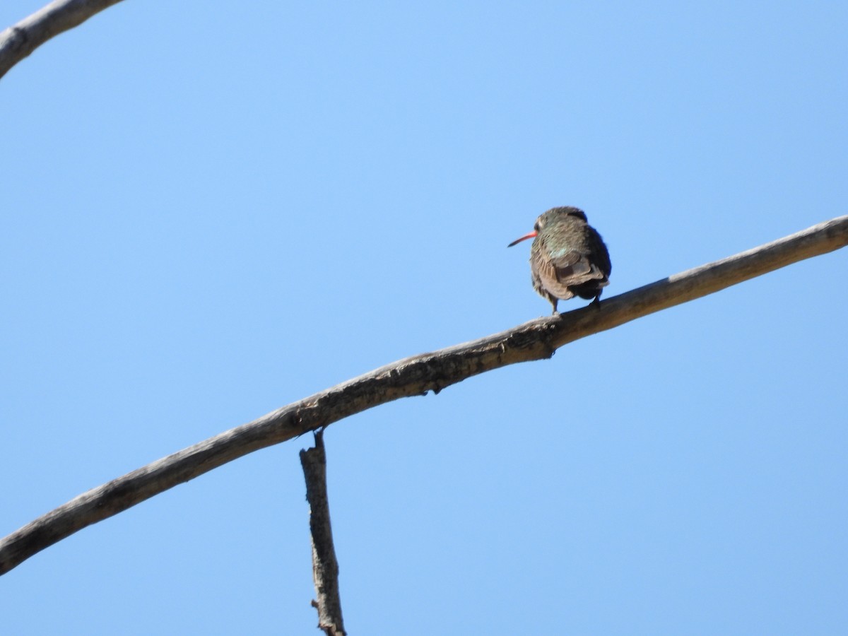 Broad-billed Hummingbird - Jamie Holdeman