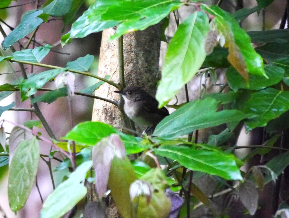 Sulawesi Babbler - Brett Hartl