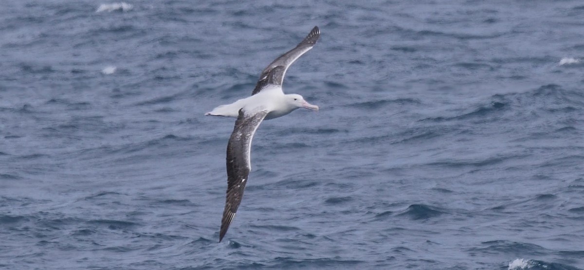 albatros královský - ML616646419