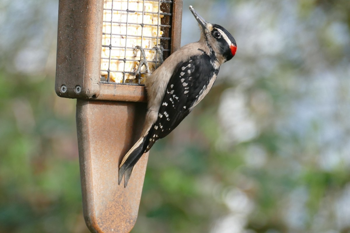 Hairy Woodpecker (Pacific) - ML616646436