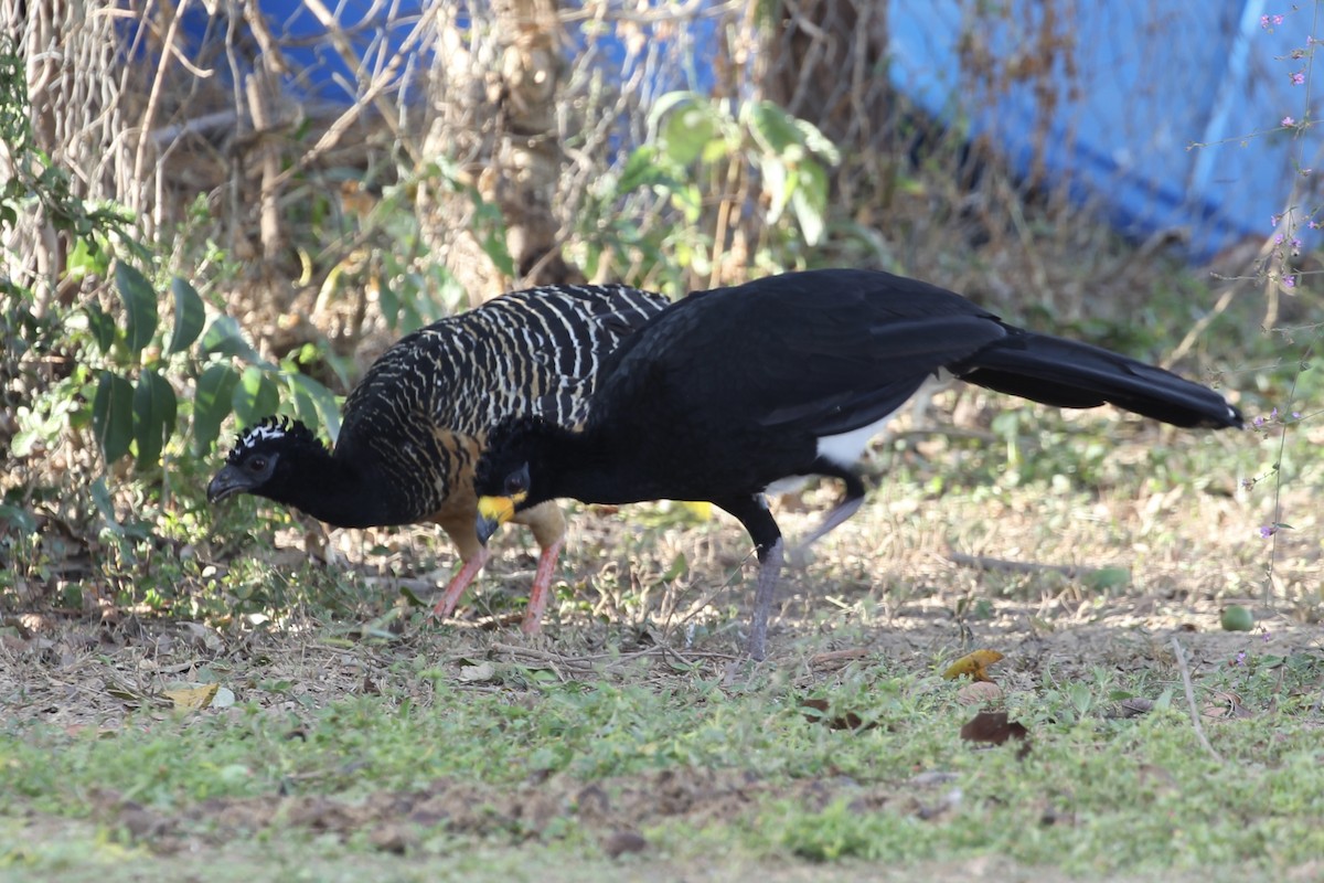 Bare-faced Curassow (Bare-faced) - ML616646529