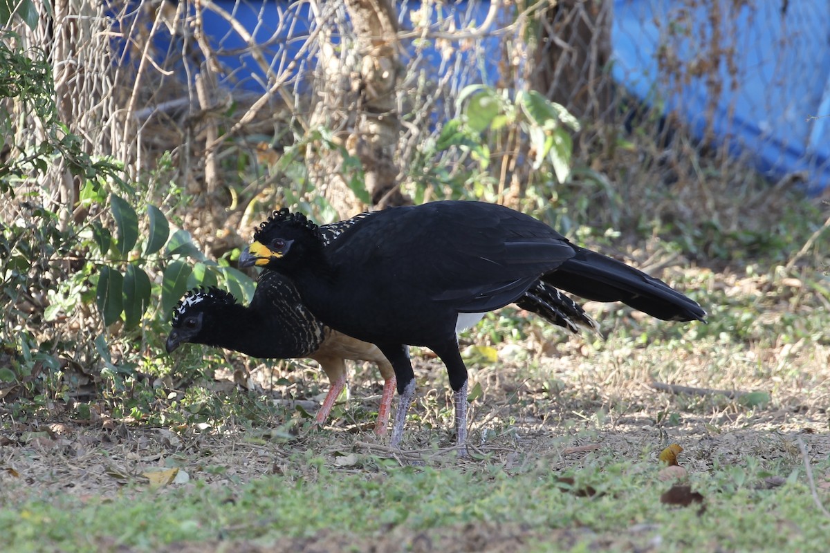 Bare-faced Curassow (Bare-faced) - ML616646530