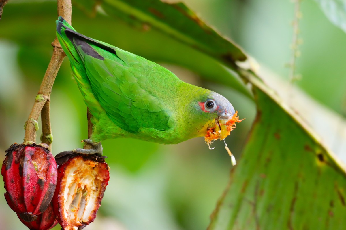 Blue-fronted Parrotlet - ML616646547