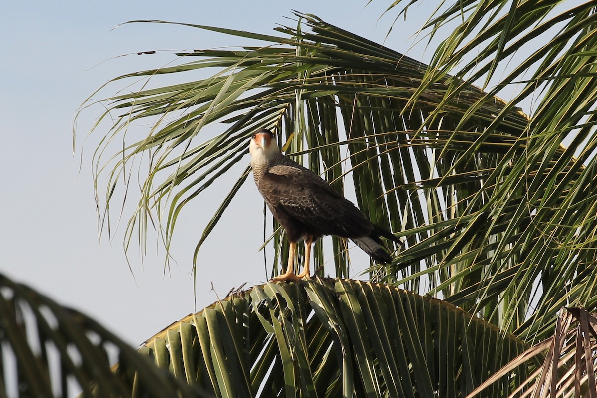 Crested Caracara (Southern) - ML616646552