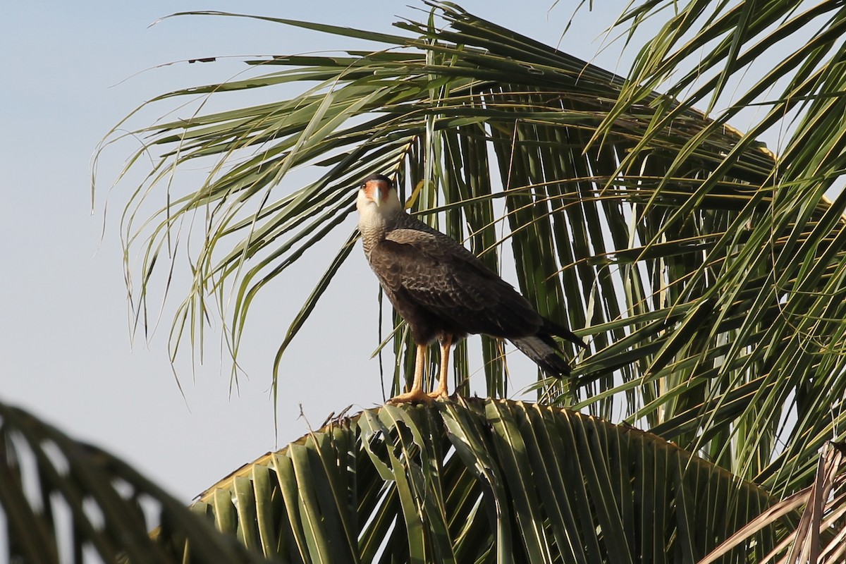 Crested Caracara (Southern) - ML616646553