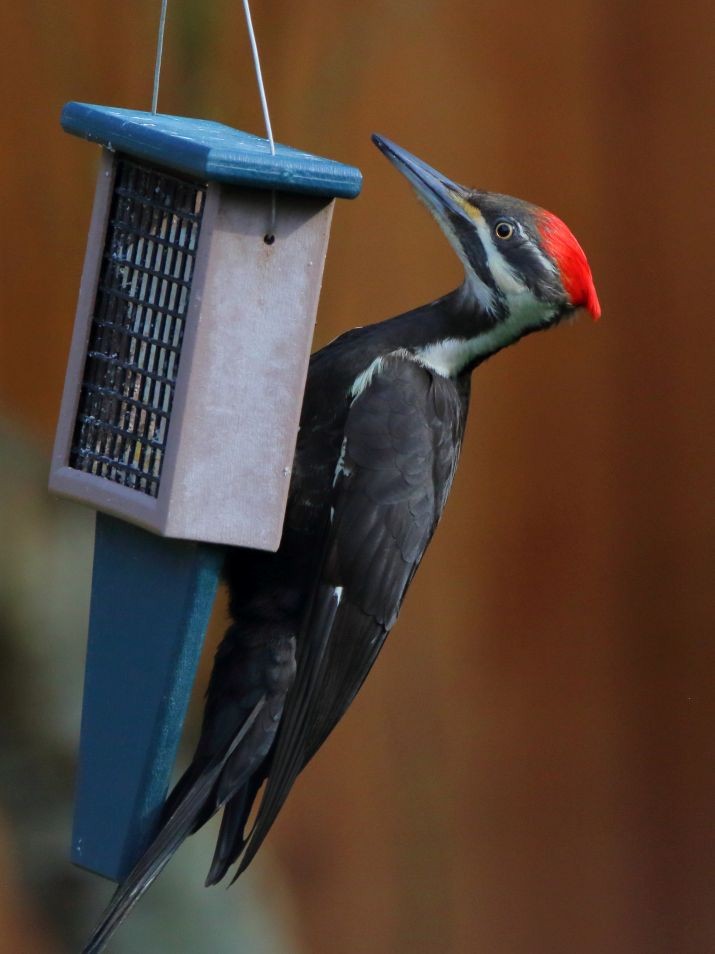 Pileated Woodpecker - ML616646781