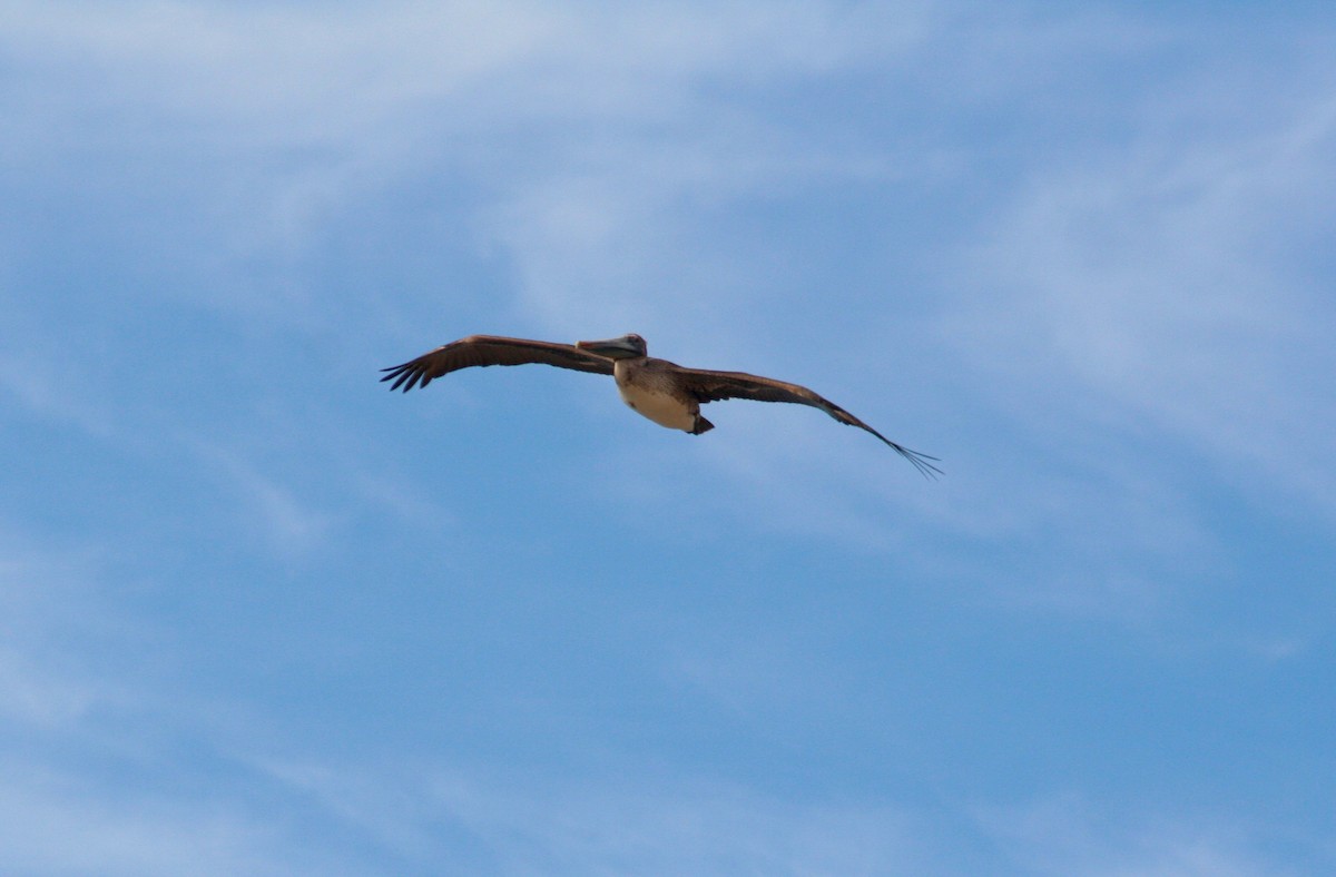 Бурый пеликан (californicus) - ML616646791