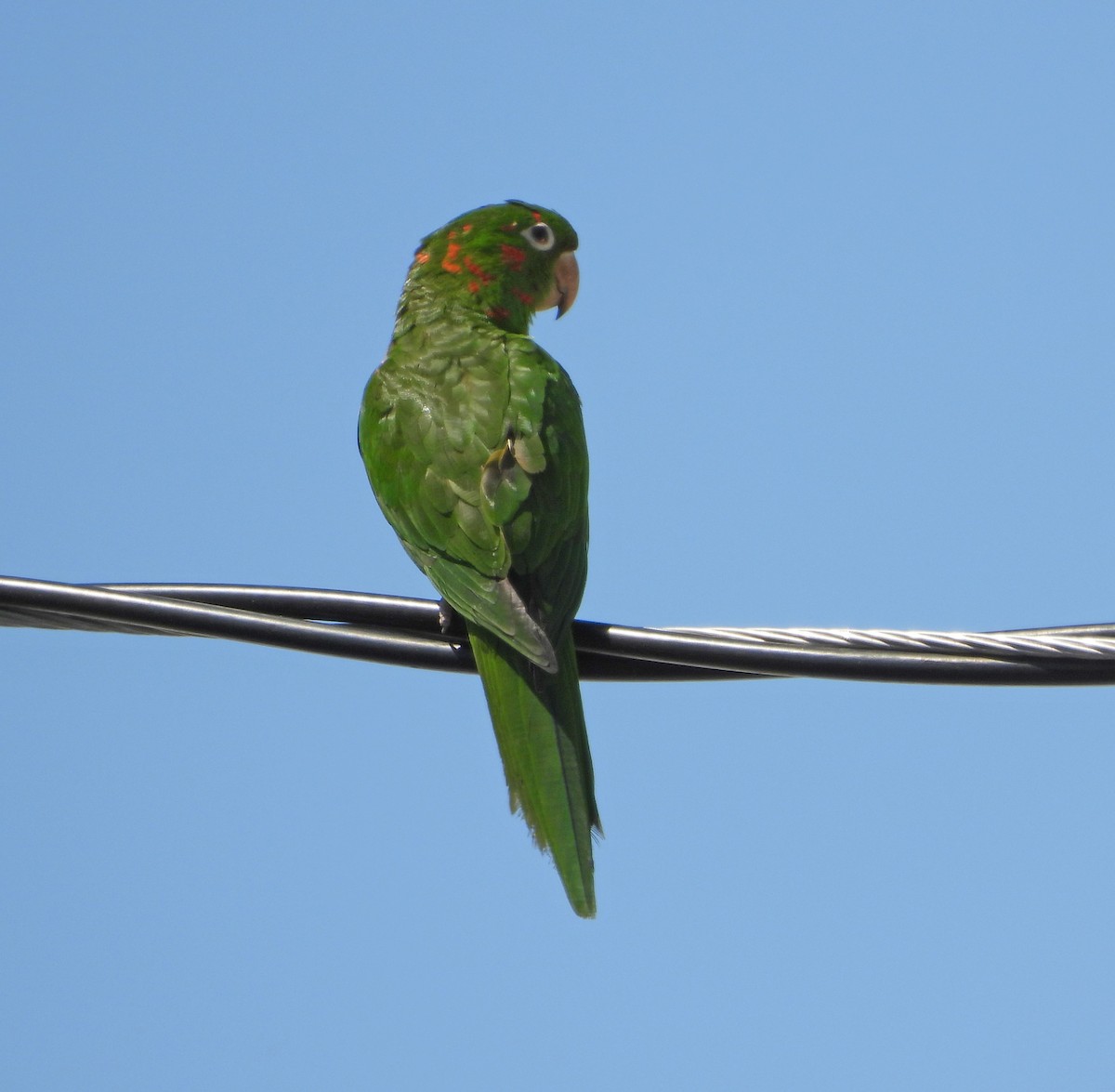 eBird Checklist - 29 Mar 2024 - Commerce Street Parking Lot - 7 species