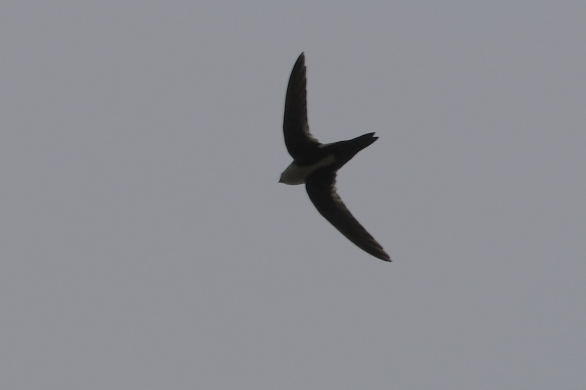 White-throated Swift - Ann Stockert
