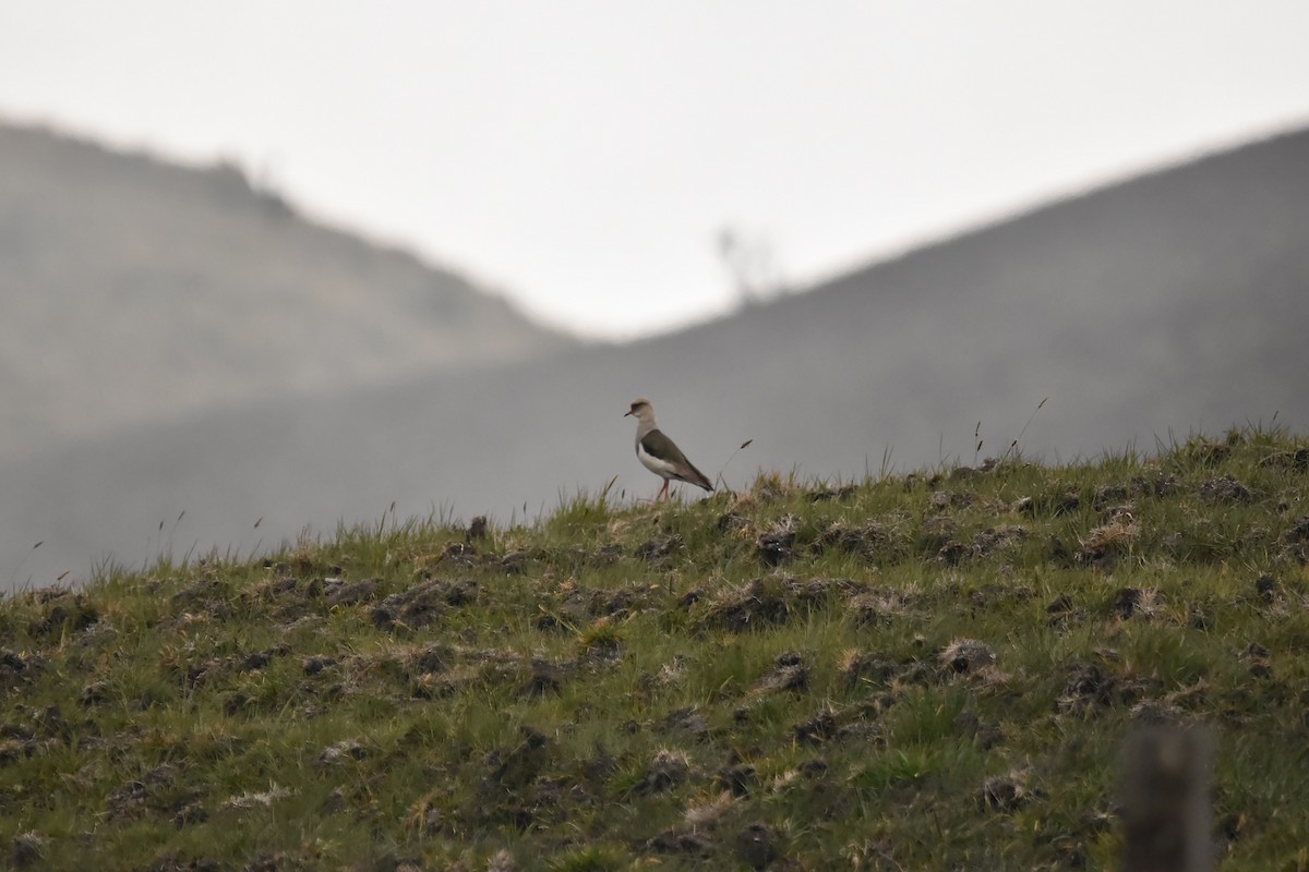 Andean Lapwing - ML616647010