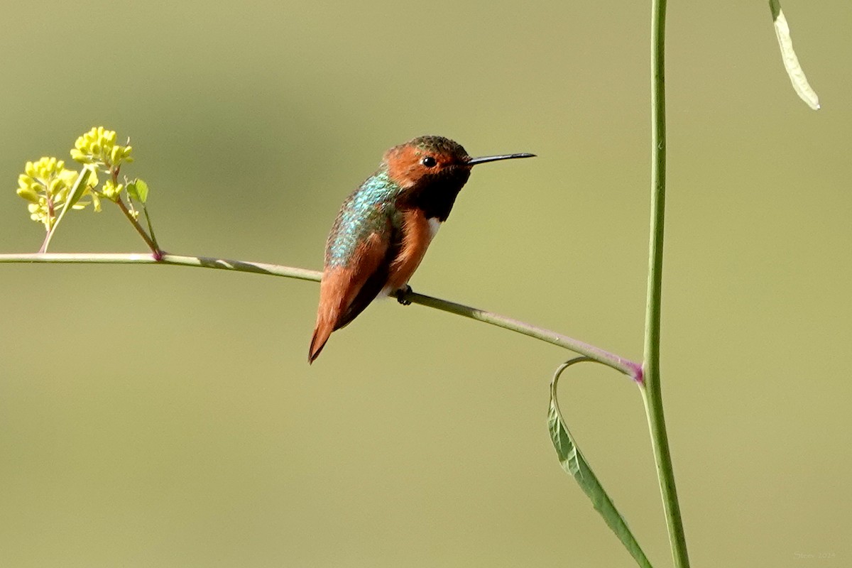 Allen's Hummingbird - Steve Neely