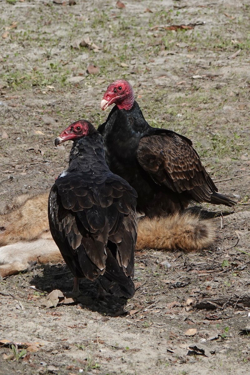 Turkey Vulture - ML616647102