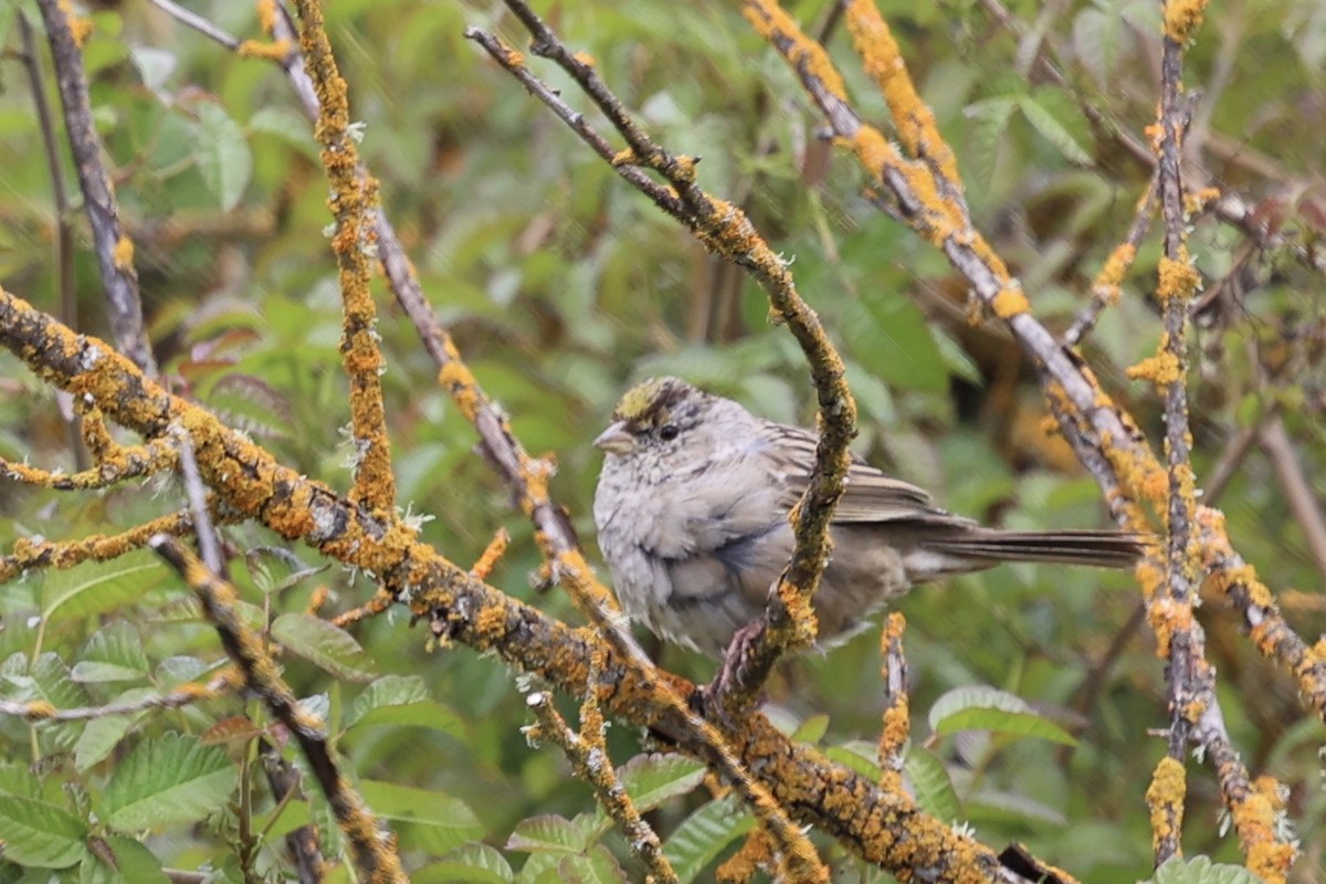 Golden-crowned Sparrow - Ann Stockert