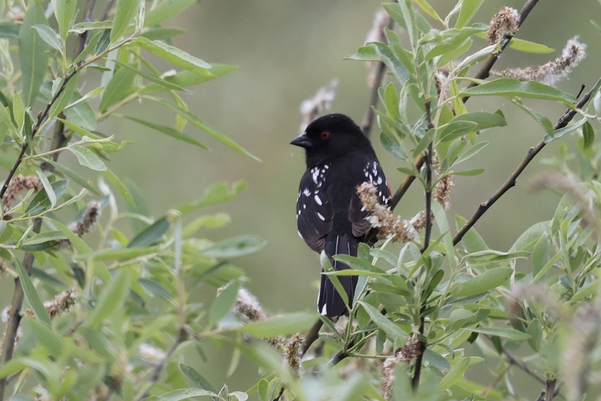 Spotted Towhee - ML616647198