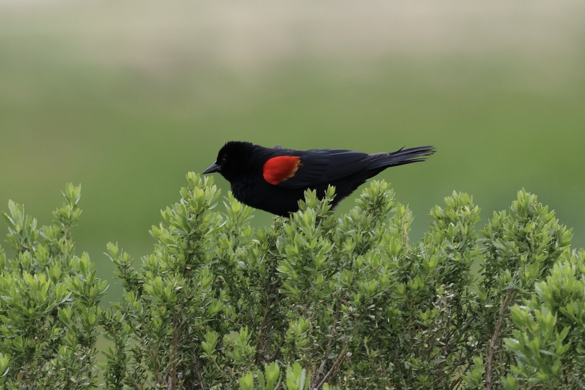Red-winged Blackbird - Ann Stockert